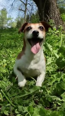 Active excited dog running at the nature wide smile tongue out. Playing crazy happy pet enjoying game walk country side. Vertical video footage 9:16 reel size