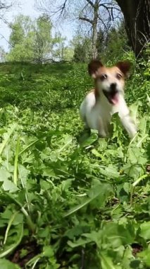 Kameranın önüne atlayıp yeşil çimlerin üzerinde dans eden çılgın köpek disk oyuncağı kovalamak için bekliyor. Mutlu genç Jack Russell terrier dışarıda, yaz parkında oynuyor. Dikey video 