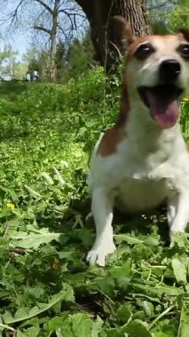 Active excited, energetic dog, tongue out, with a wide, contented smile, jumps in front of camera, eagerly awaiting a toy fetch. nature walk play time vertical video 9:16 reel size