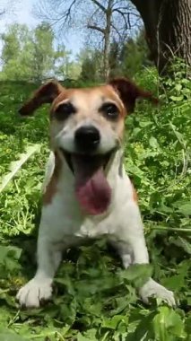 excited dog waiting fetching a toy in green nature location outdoors with flowers and grass. Playing fast silly pet Jack Russell terrier wide wide happy smile. Vertical video footage 9:16