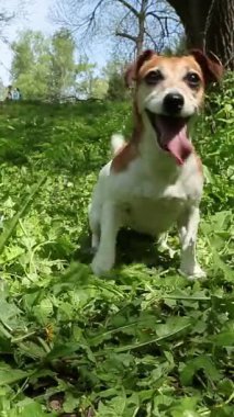 Funny, excited, energetic dog, tongue out, with a wide, contented smile, jumps in front of camera, eagerly awaiting a toy fetch, barks, lies down. nature walk play time vertical video 9:16 reel size
