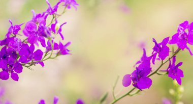 Yaz arkaplanı, çiçekli pankart ve metin için yer. Mor ve pembe yabani çiçekler.