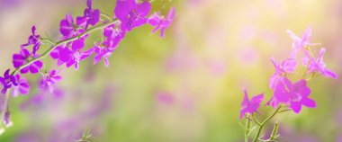 Yaz arkaplanı, çiçekli pankart ve metin için yer. Mor ve pembe yabani çiçekler.