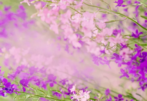 Summer background with flowers. Purple and pink wild flowers.