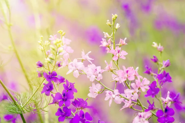 Летний Фон Цветами Фиолетовые Розовые Полевые Цветы — стоковое фото