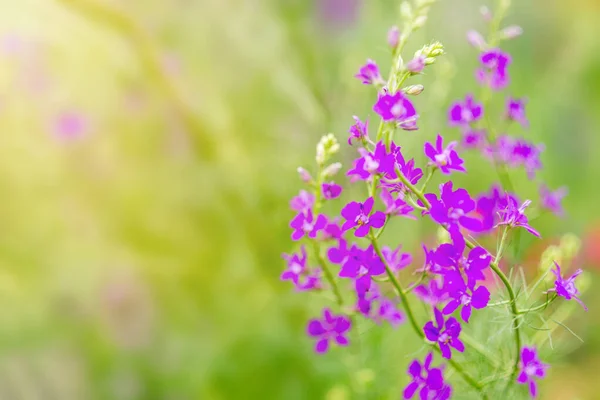 Фіолетові Рожеві Дикі Квіти Літня Фотографія — стокове фото