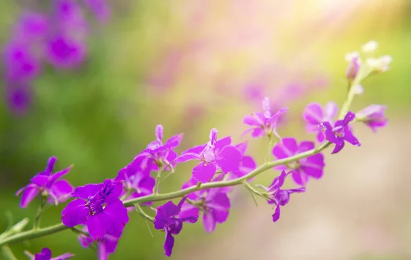 Summer background with flowers. Purple and pink wild flowers.