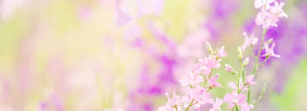 Summer background, banner with flowers with space for text. Purple and pink wild flowers.