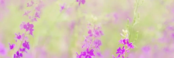 Letnie Tło Sztandar Kwiatami Miejscem Tekst Fioletowe Różowe Dzikie Kwiaty — Zdjęcie stockowe