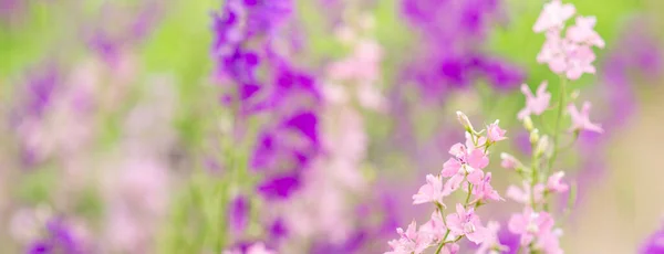 Summer background, banner with flowers with space for text. Purple and pink wild flowers.