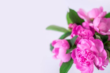 Pembe şakayıklı arka plan. Lanet olası yaz afişi. Beyaz arkaplanda çiçekler