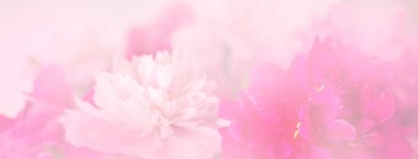 Yaz çiçekleri narin şakayık desenler, çiçek açan şakayıklar şenlik arka planı, pastel ve yumuşak çiçek kartı.