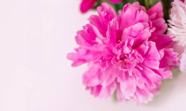 Beyaz arka planda pembe bir şakayığın yakın çekimi. Metin için boşluk