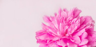 Beyaz arka planda pembe bir şakayığın yakın çekimi. Metin için boşluk