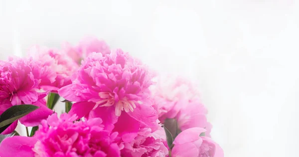 Fondo Con Peonías Rosadas Banner Verano Floreciente Flores Sobre Fondo — Foto de Stock