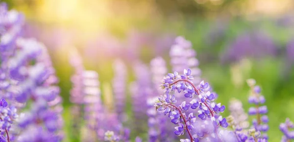 Zomer Bloem Achtergrond Met Paarse Bloemen Zonlicht Banner Met Lupinen — Stockfoto