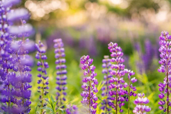 Lupinus Lupin Vlčí Pole Růžovými Purpurovými Modrými Květy Bunch Lupines — Stock fotografie