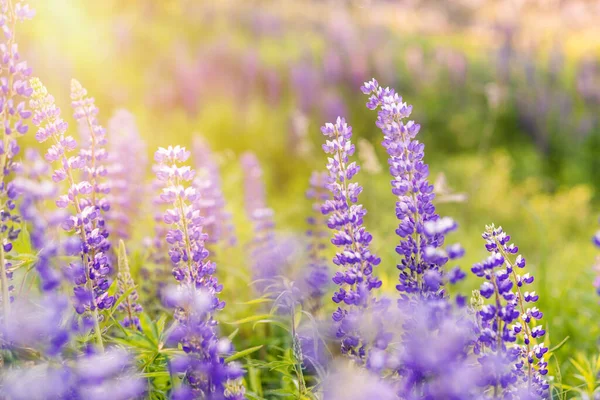 Letní Květinové Pozadí Fialovými Květy Slunečním Světlem Lupins Poli Zavřít — Stock fotografie