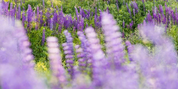 Lupinus Lupine Lupine Veld Met Roze Paarse Blauwe Bloemen Stelletje — Stockfoto