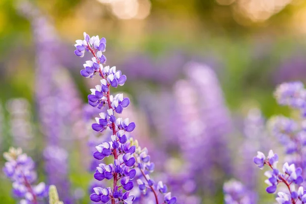 Letní Květinové Pozadí Fialovými Květy Slunečním Světlem Lupins Poli Zavřít — Stock fotografie