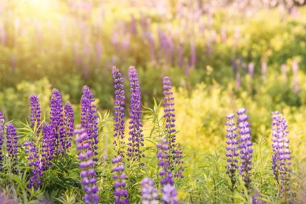 Lupinus Lupine Lupine Veld Met Roze Paarse Blauwe Bloemen Stelletje — Stockfoto