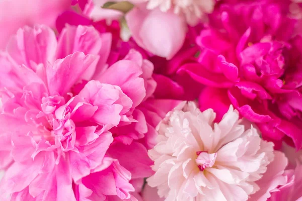 Pembe şakayıklı bir geçmiş. Çiçek kartı