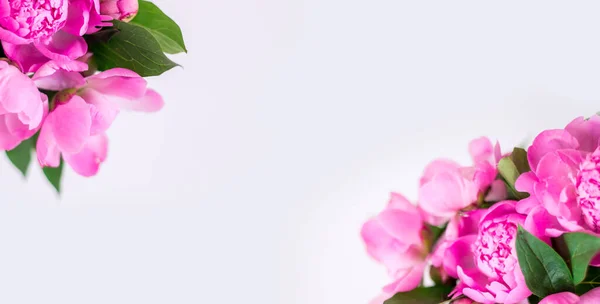 Fondo Con Peonías Rosadas Banner Verano Floreciente Flores Sobre Fondo — Foto de Stock
