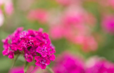 Bahçedeki karanfillerin pembe çiçekleri. Güzel yaz arkaplanı.