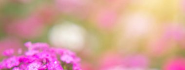 Pembe bahçe karanfilinin yakın çekimi. Yaz çiçeklerinin makro fotoğrafını taşıyan pankart...
