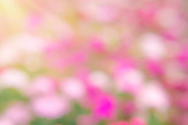 Pembe çiçekli yaz arkaplanı