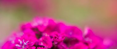 Pembe bahçe karanfilinin yakın çekimi. Yaz çiçeklerinin makro fotoğrafını taşıyan pankart...