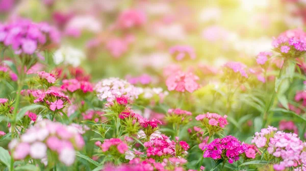 Літній Фон Рожевими Квітами Сонячним Світлом Садові Гвоздики Клумбі Простір — стокове фото