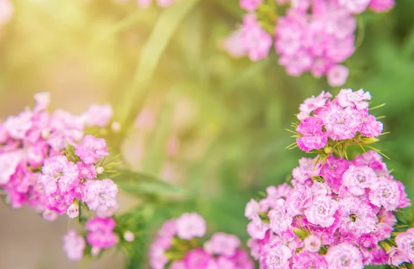 Рожеві Квіти Садових Гвоздик Крупним Планом Прекрасний Літній Фон Сонячним — стокове фото