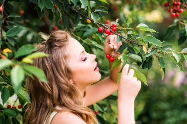 Kız bir daldan kiraz yiyor. Bir çocuk kiraz topluyor..