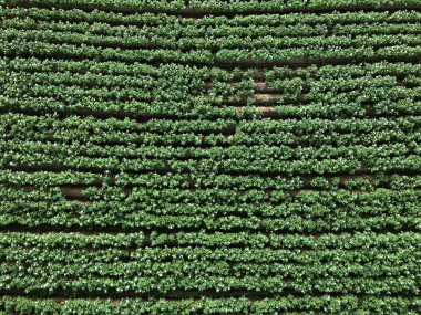 drone ile yukarıdakinden alan görünümü