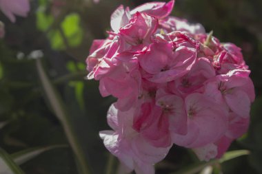 Pembe renk Sardunya çiçek resmi-Foto del Fiore Geranio di colore Rosa
