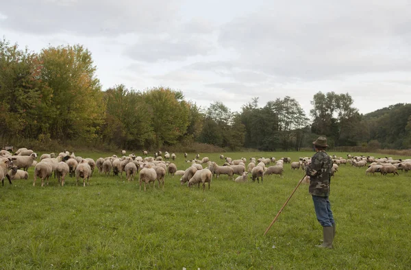 crosier, lamb, sheep, shepherd, herder, Hungarian landscape, mammal, field, domestic animal, livestock, land, grass, group of animals, green, grazing, environment, autumn, fog, foggy, Hungary, landscape, crosier, pipe, Shepherd dog, countryside