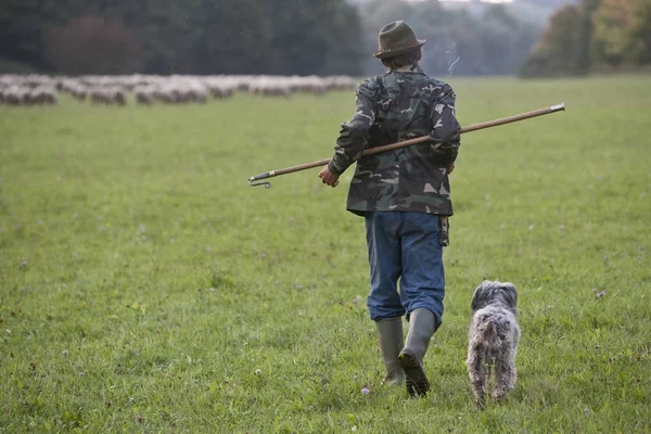 crosier, lamb, sheep, shepherd, herder, Hungarian landscape, mammal, field, domestic animal, livestock, land, grass, group of animals, green, grazing, environment, autumn, fog, foggy, Hungary, landscape, crosier, pipe, Shepherd dog, countryside