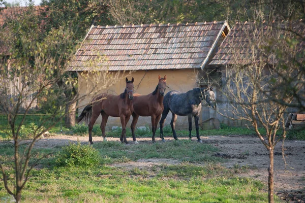 Farm, horse, Horses, village life, village, countryside, Country, rural scene, Rural, brown horse, brown, summer, Autumn, horse photography, Horse Life, ranch