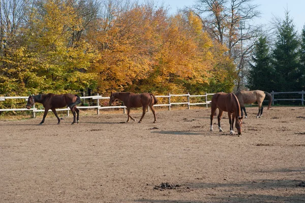 Farm, horse, Horses, village life, village, countryside, Country, rural scene, Rural, brown horse, brown, summer, Autumn, horse photography, Horse Life, ranch