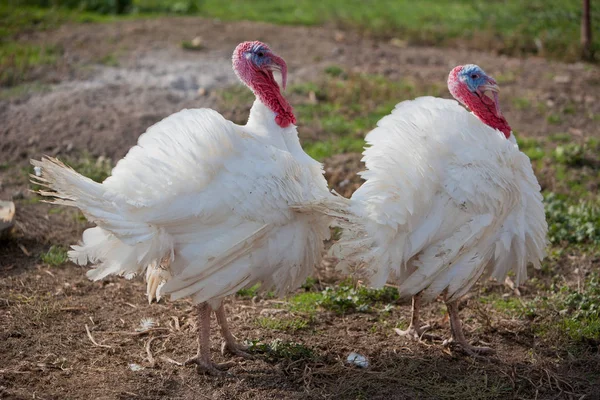 Turkey, turkey bird, turkey, Farm, Farmland, Farm Life, Ranch, village, village life, Agriculture, Livestock, feather, land, field, red, beak, animal neck, poultry farm, Poultry,