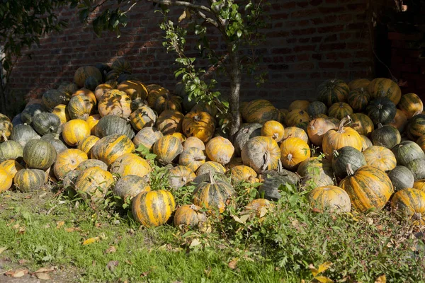 pumpkin, Pumpkins, yellow, Nature, village, village life, contryside, county, Ranch, Ranch Life, Agriculture, rural scene, Rural, autumn, Farm, Farmland, orange color, forage, Forage Harvester, Forage at harvest, vegetable, Green color, Bio, ecology,