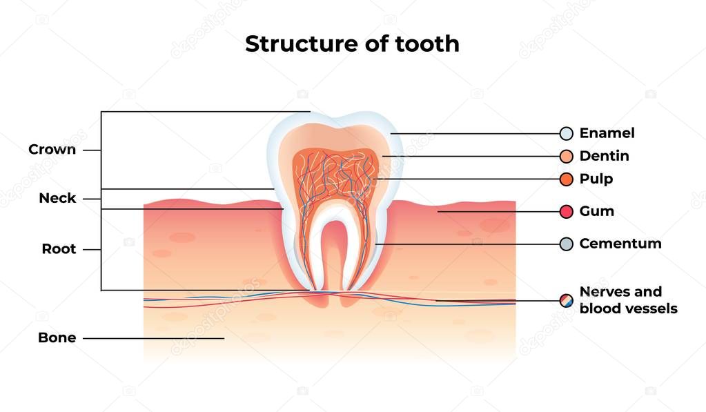 Flat Banner Vector Structure Tooth Infographics.