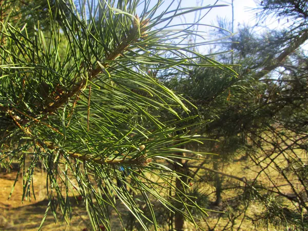 Pine Tak Met Stekels Een Zonnige Dag — Stockfoto