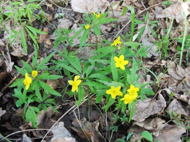 Ormanda Sarı Çiçekler