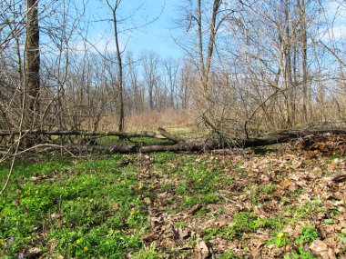 Orman temizleme, ahşap ile kaplı değil