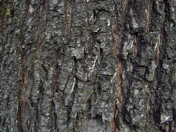 Latido Árvore — Fotografia de Stock