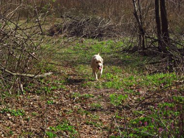 Labrador Retriever, bahar ormanında köpek