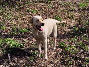 Labrador Retriever, bahar ormanında köpek