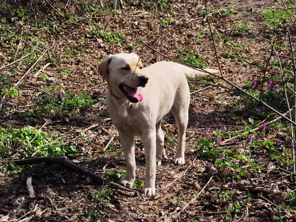 Labrador Retriever Pies Wiosennym Lesie — Zdjęcie stockowe